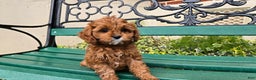 Cavapoo dogs for sale: Jill - Ad 6