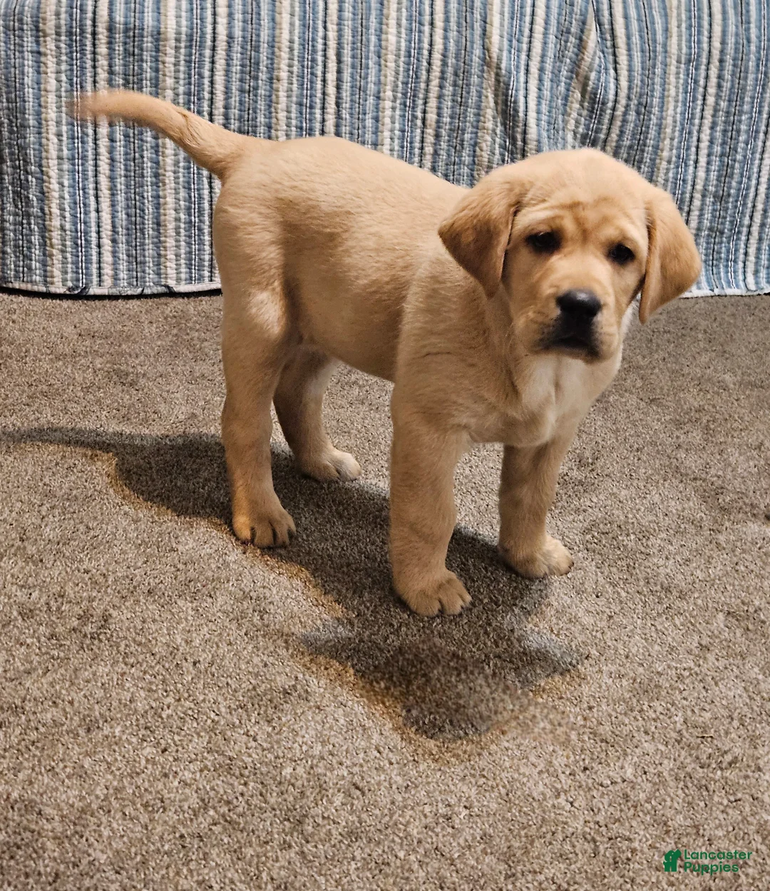 Goldador dogs for sale: Mixed Breed Puppy 4 - Ad 1