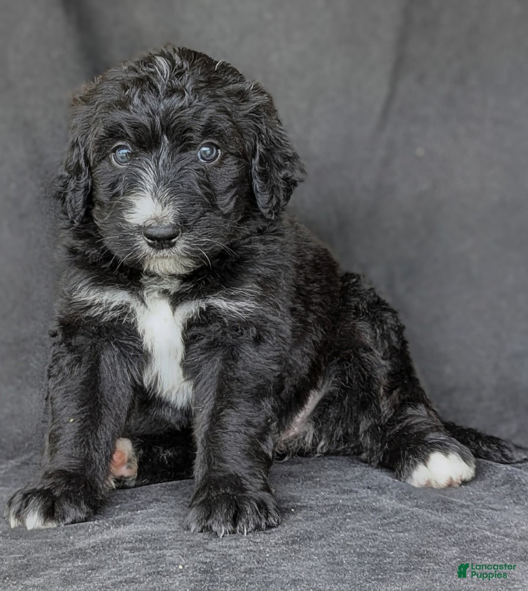 Standard Poodle Puppies for sale Lancaster Puppies