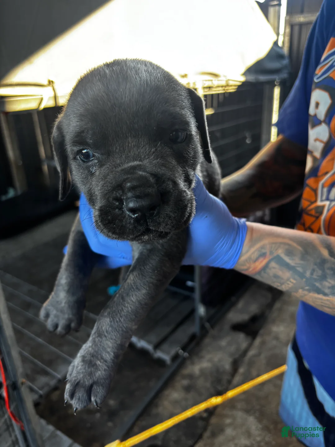 Cane Corso dogs for sale: Cane Corso Puppy 3 - Ad 1