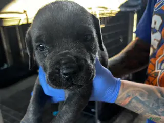 Cane Corso dogs Cane Corso Puppy 3 - Ad 10