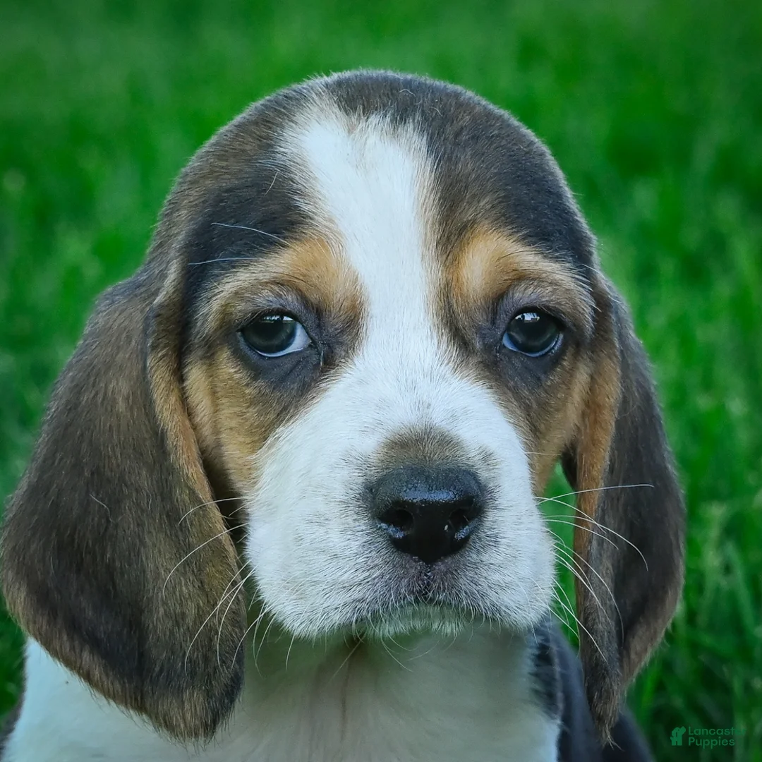 Beagle dogs for sale: Nash - Ad 1