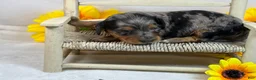 Miniature Dachshund dogs for sale: Black Dapple SILKY - Ad 3