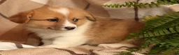 Welsh Corgi Pembroke dogs for sale: Jaime - Ad 3
