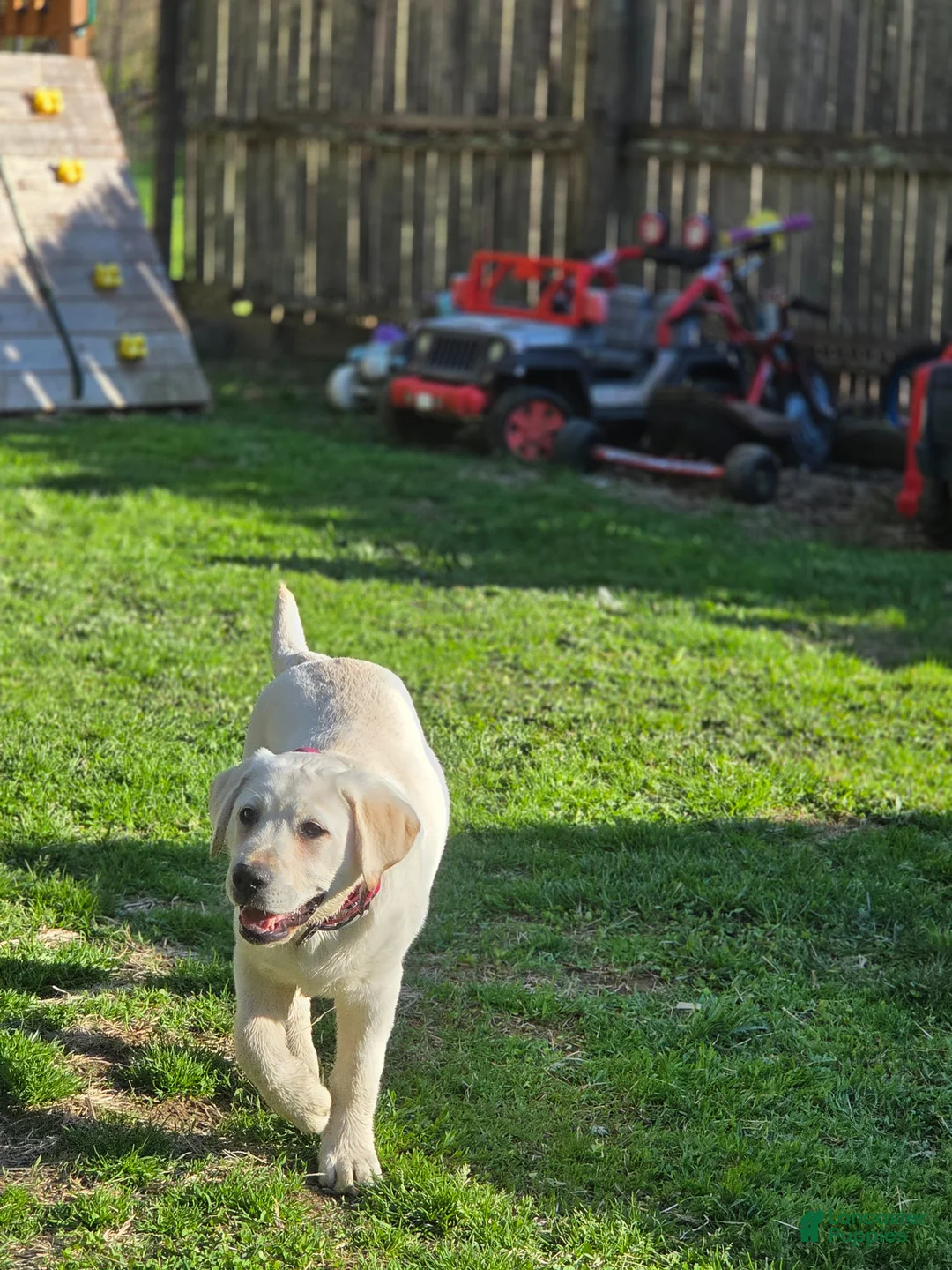 Labrador Retriever dogs for sale: Labrador Retriever Puppy 4 - Ad 6
