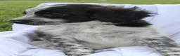 Portuguese Water Dog dogs for sale: Mia - Ad 4