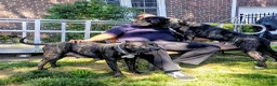 Presa Canario dogs for sale: Mr Neon  - Ad 48