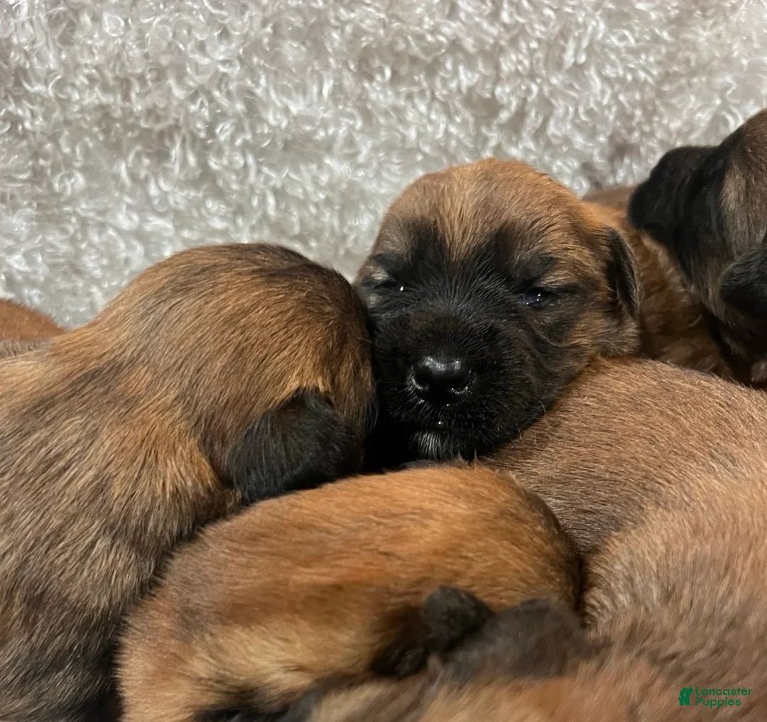 Soft Coated Wheaten Terrier dogs for sale: Lincoln - Ad 2