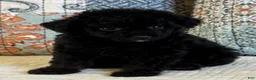 Miniature Poodle dogs for sale: Prince - Ad 6