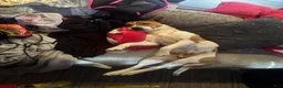 Mixed Breed dogs for sale: Ryder - Ad 23