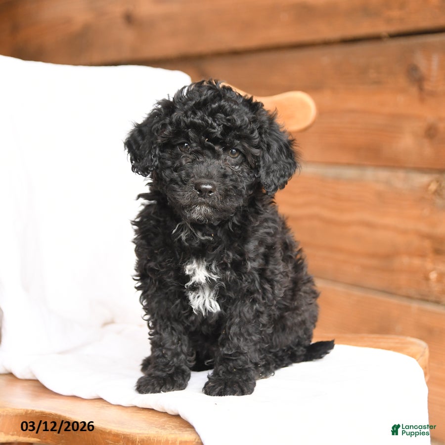 Miniature Poodle dogs Teddy - Ad 1