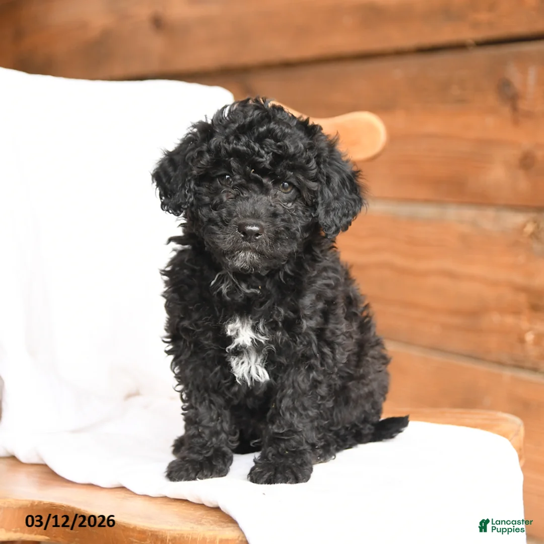 Miniature Poodle dogs for sale: Teddy - Ad 1
