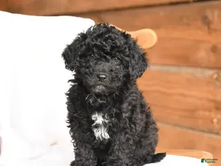 Miniature Poodle dogs for sale: Teddy - Ad 4