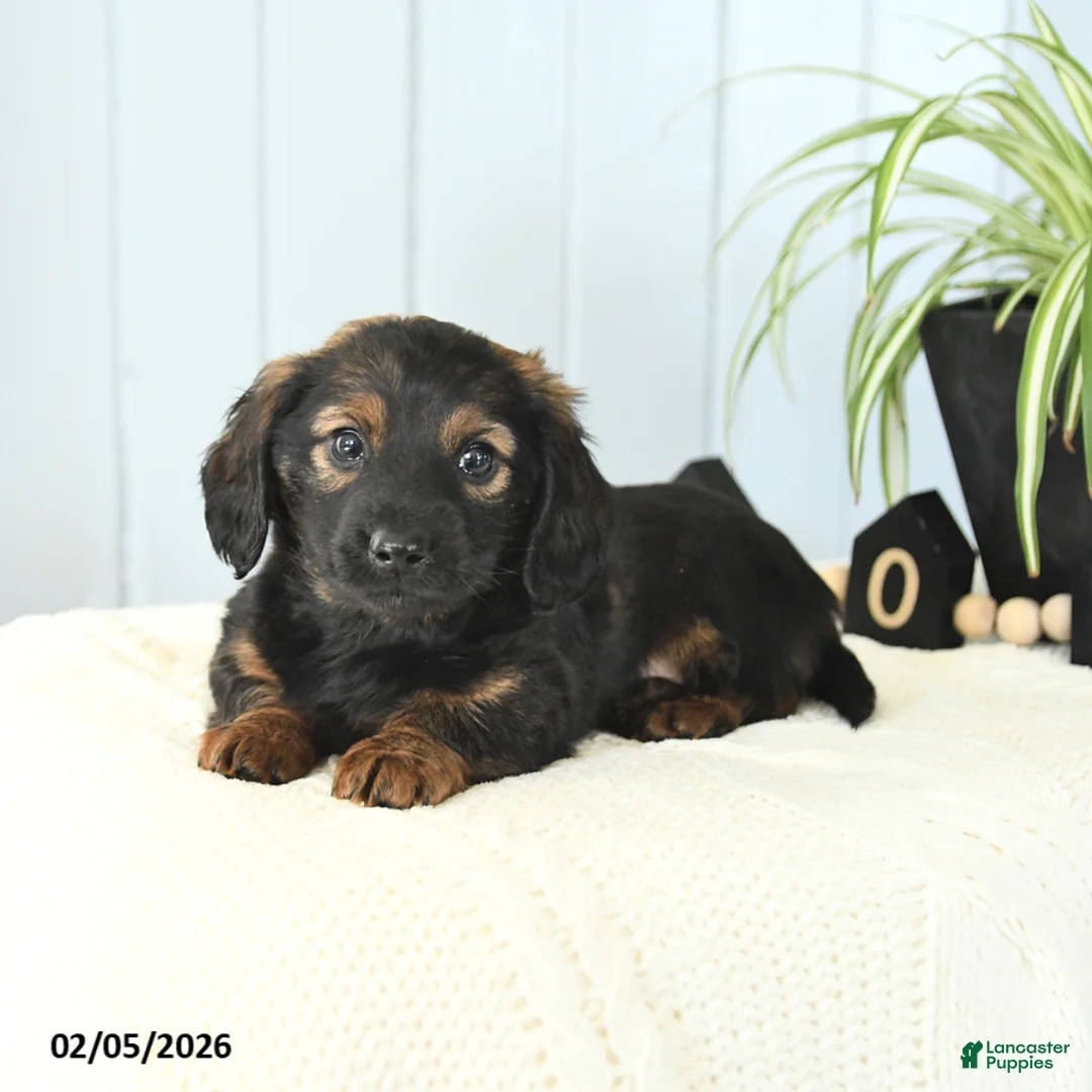 Miniature Dachshund dogs for sale: Scout - Ad 2