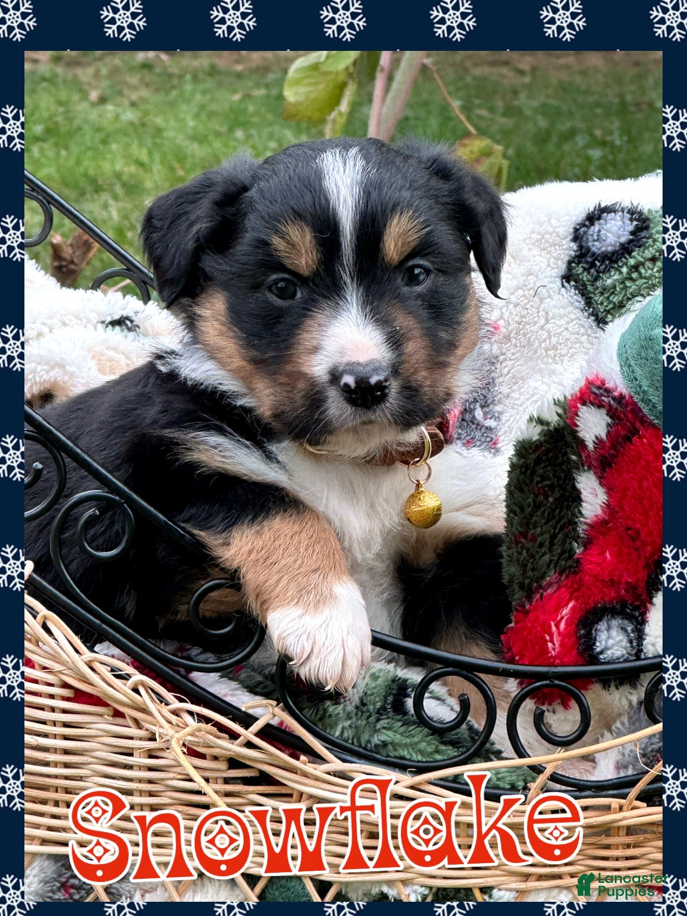 Miniature Australian Shepherd dogs Snowflake  - Ad 6