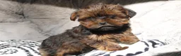 Shorkie dogs for sale: Bailey  - Ad 9
