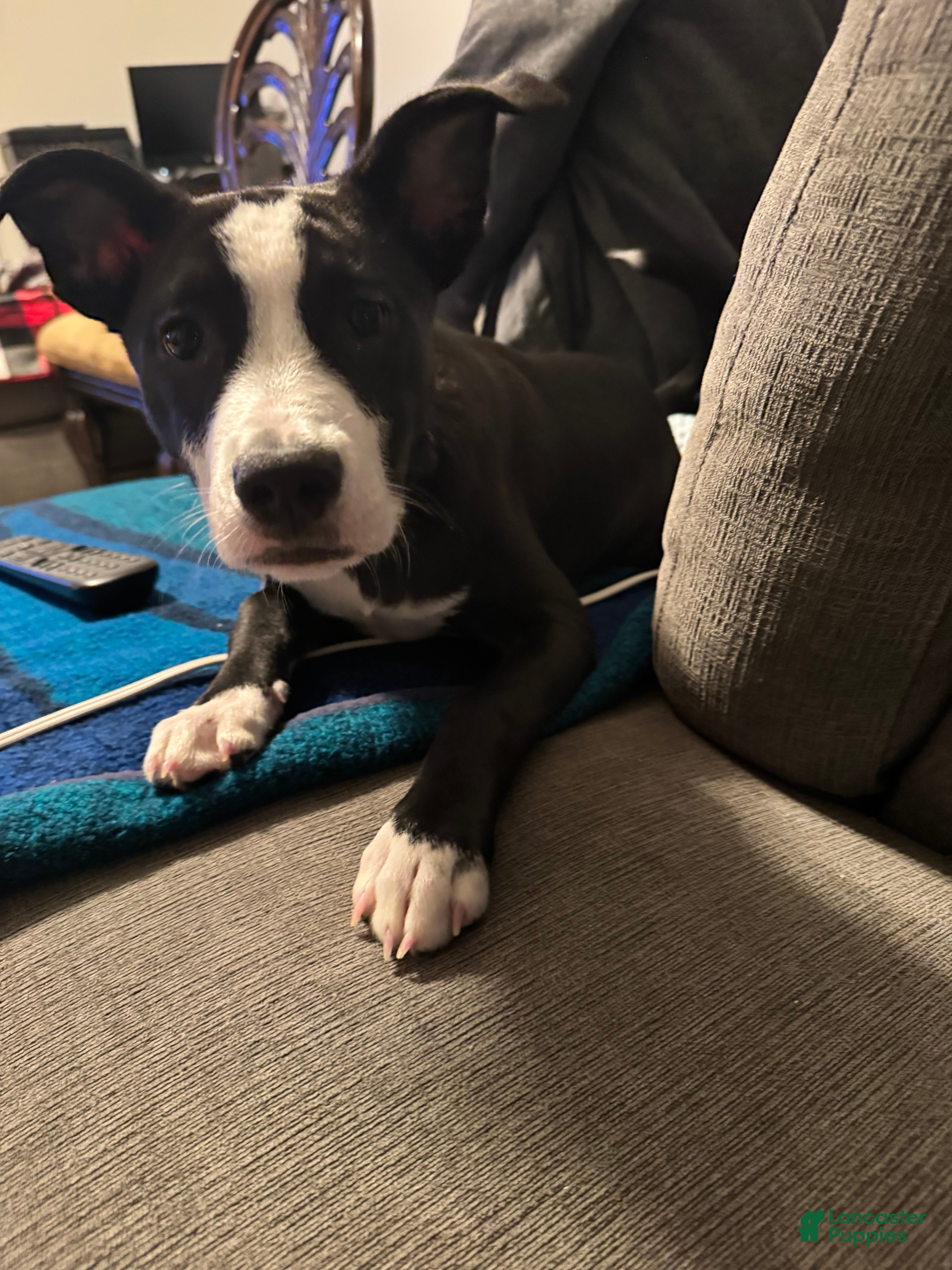 American Pit Bull Terrier dogs Mookie - Ad 1