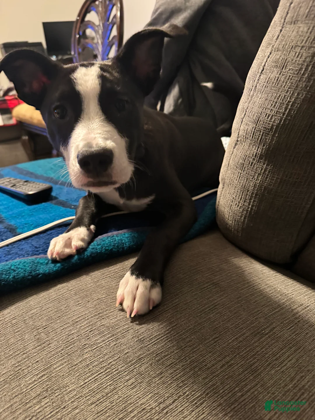 American Pit Bull Terrier dogs for sale: Mookie - Ad 1