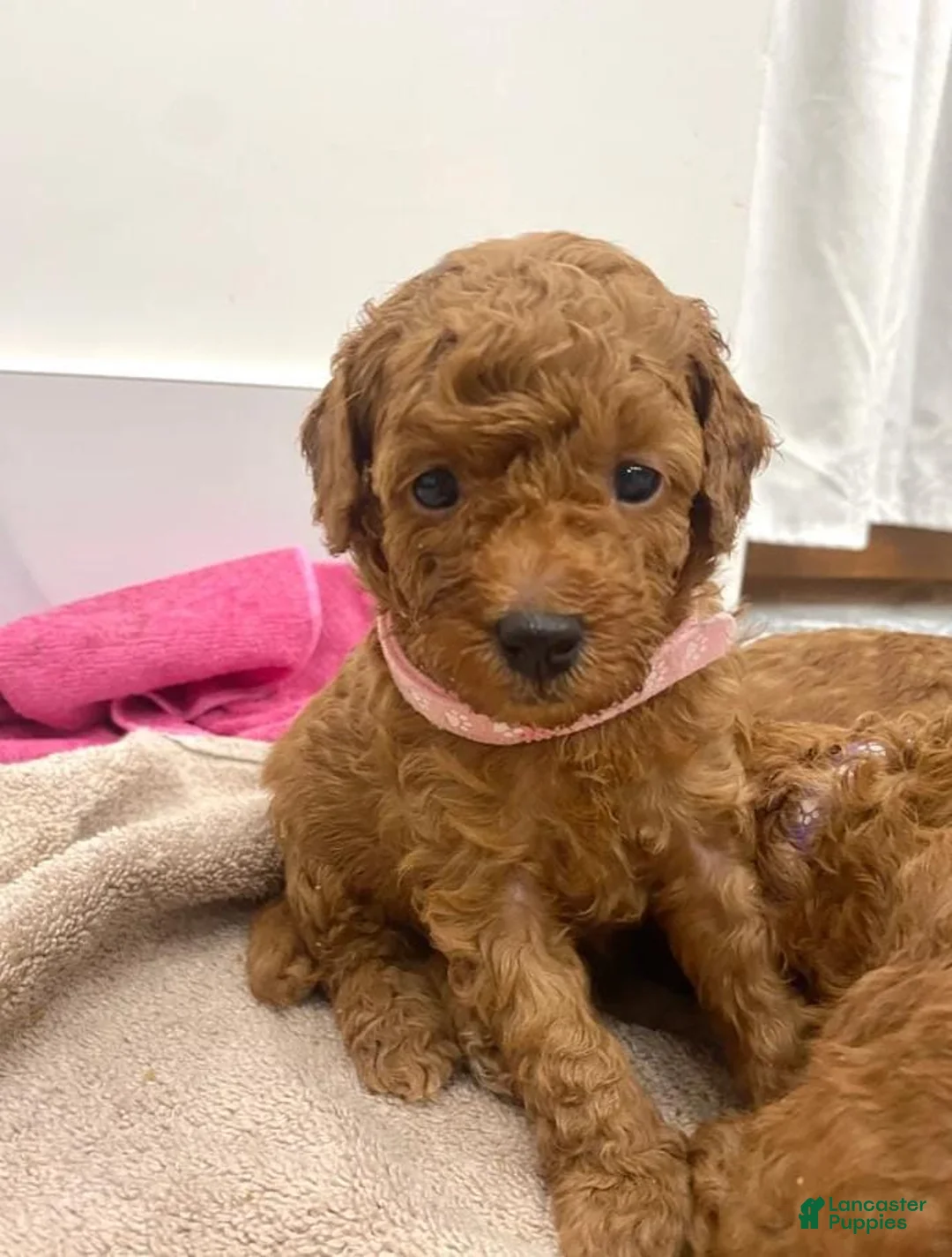 Toy Poodle dogs for sale: Sally - Ad 1