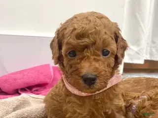 Toy Poodle dogs Sally - Ad 3