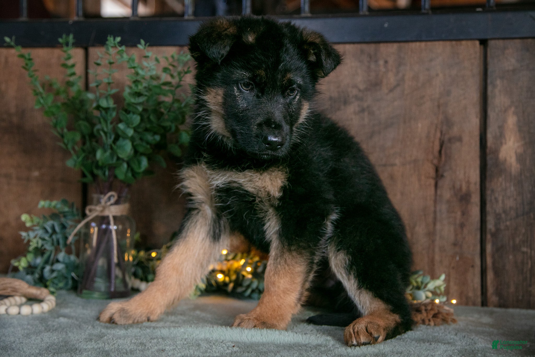 German Shepherd dogs Buster - Ad 1