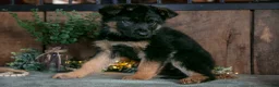German Shepherd dogs for sale: Buster - Ad 1