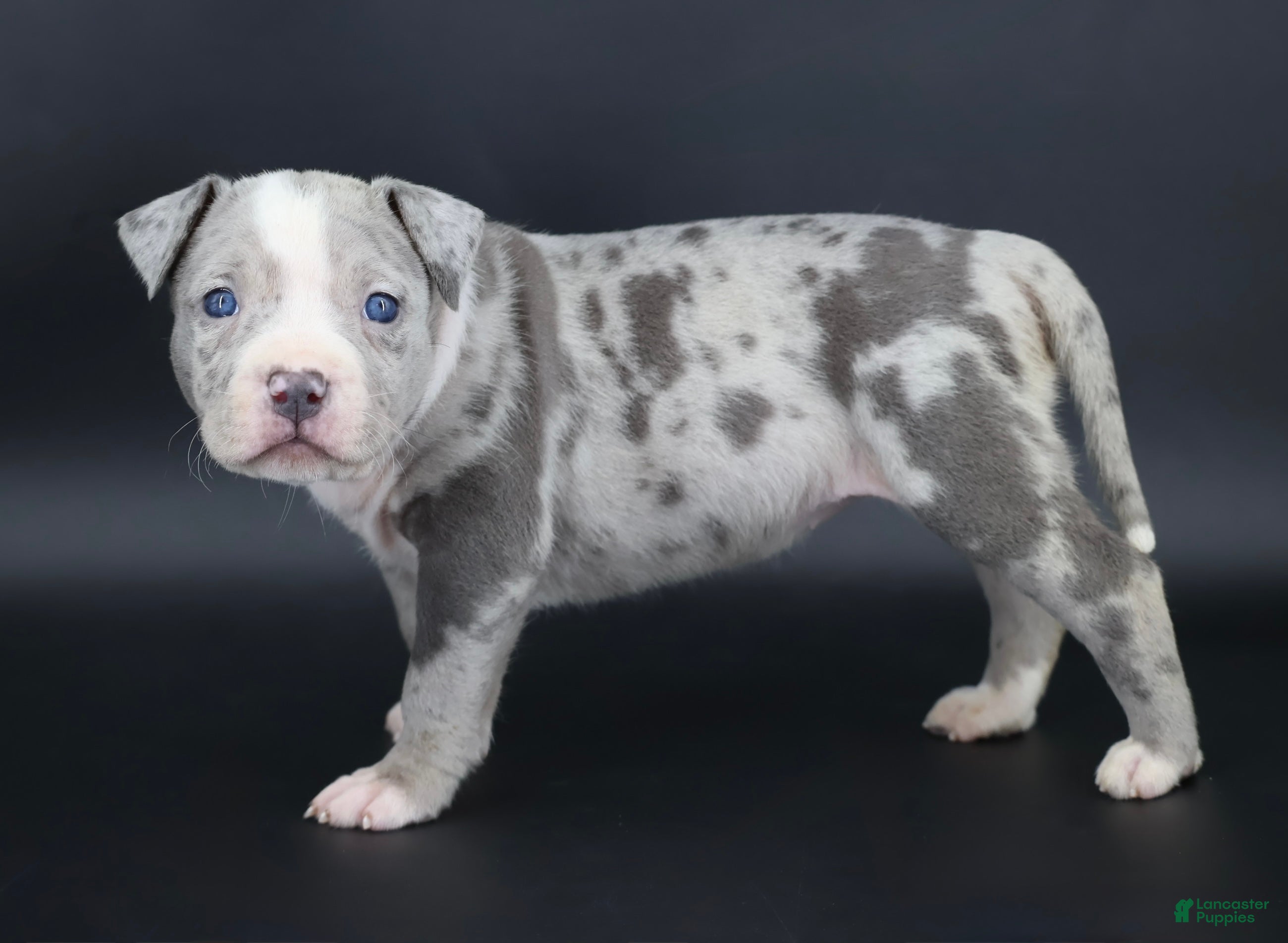 American Bully dogs Empress - Ad 1