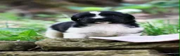 Newfoundland dogs for sale: Rosalina - Ad 1