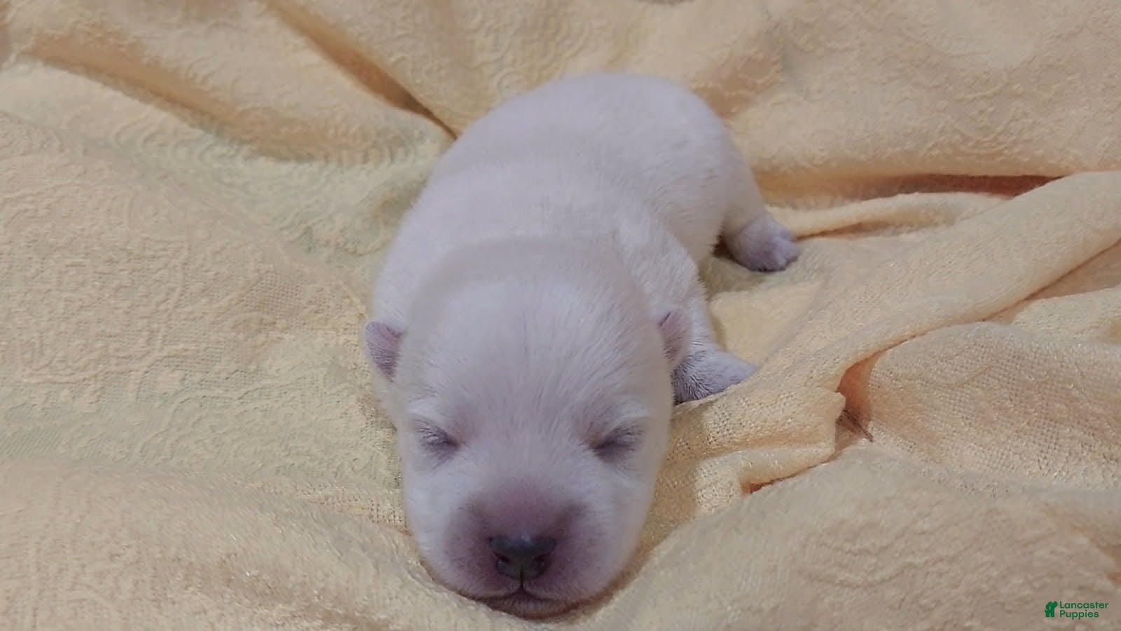 West Highland Terrier dogs Yellow Girl - Ad 8