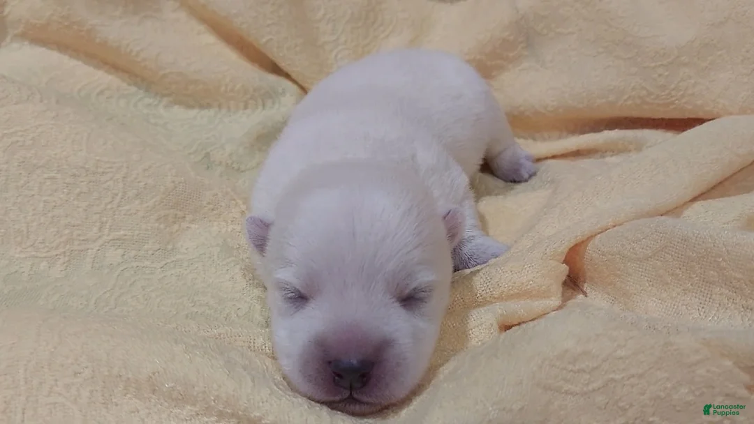 West Highland Terrier dogs for sale: Yellow Girl - Ad 1