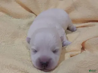 West Highland Terrier dogs Yellow Girl - Ad 8