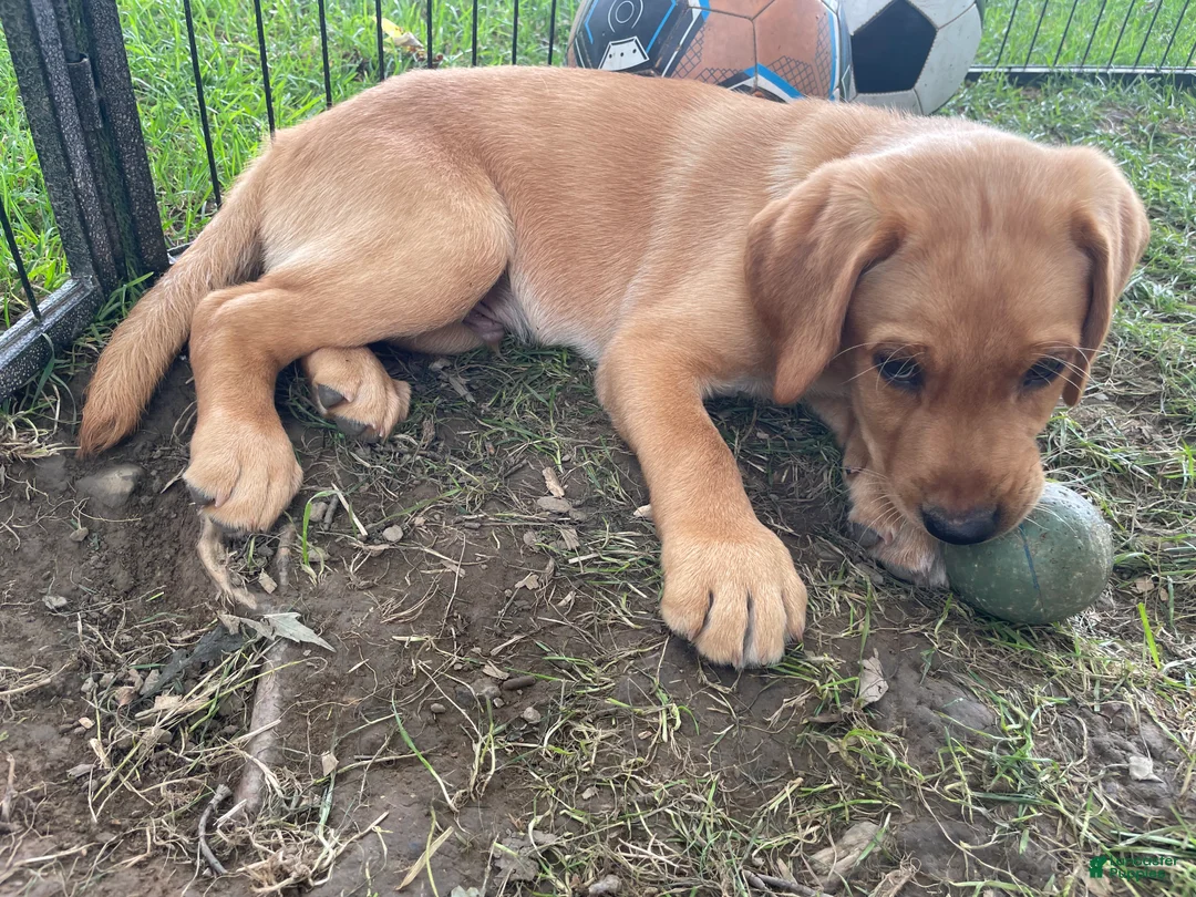 Labrador Retriever dogs for sale: Orange collar. Joe - Ad 2