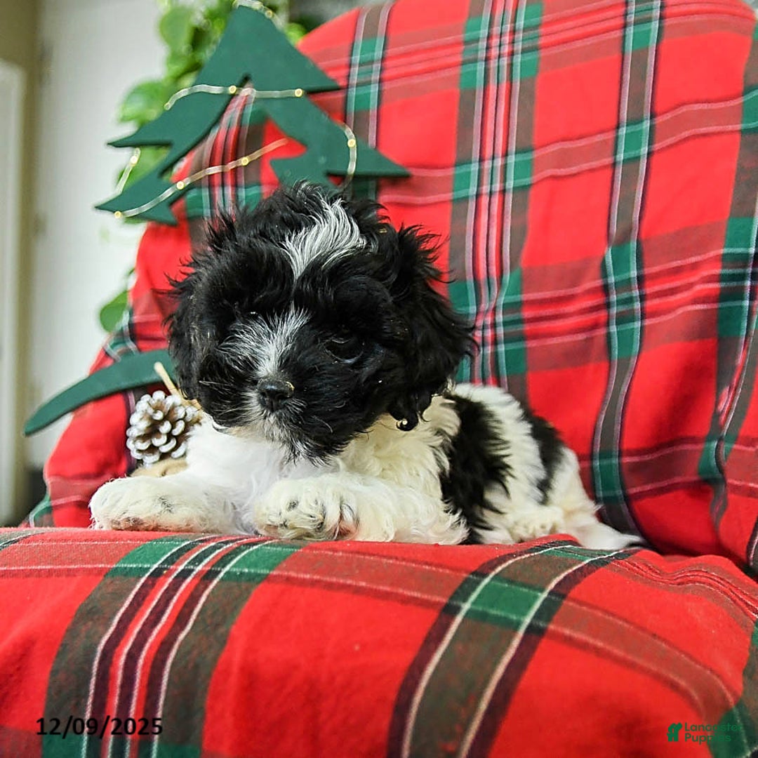 Cockapoo dogs for sale: Scooter - Ad 3