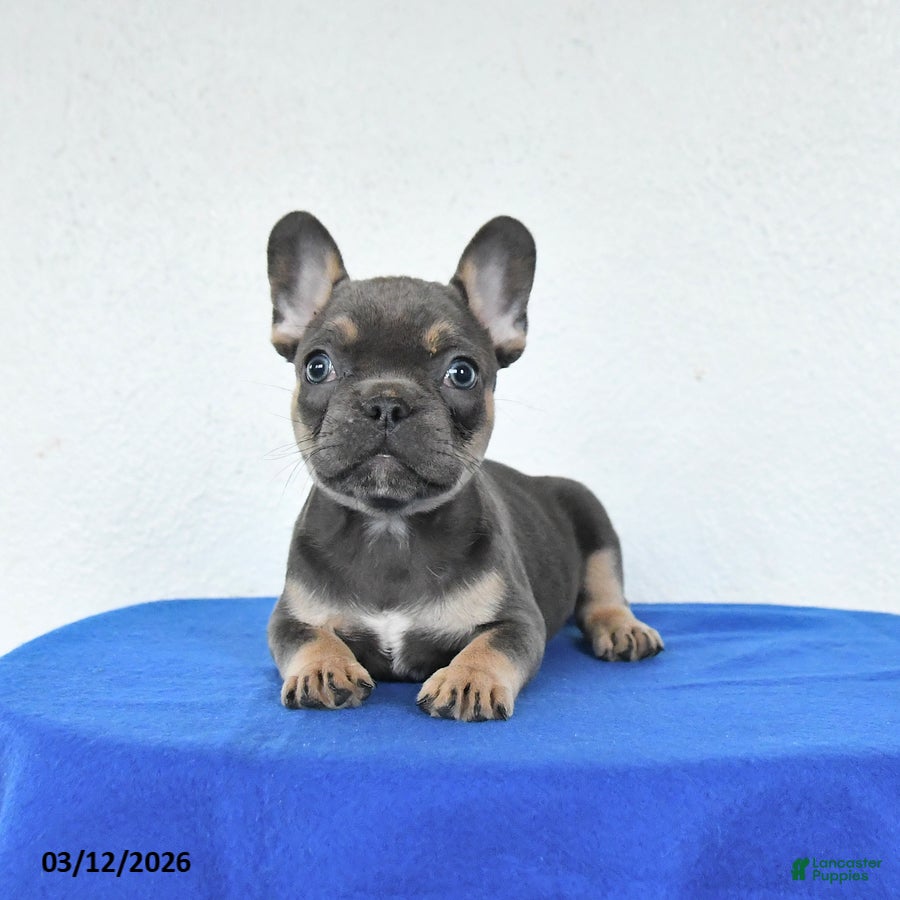 French Bulldog dogs Bella   - Ad 1