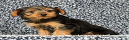 Yorkshire Terrier dogs for sale: Adaline - Ad 4