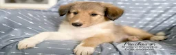 Shetland Sheepdog dogs for sale: Peaches - Ad 3