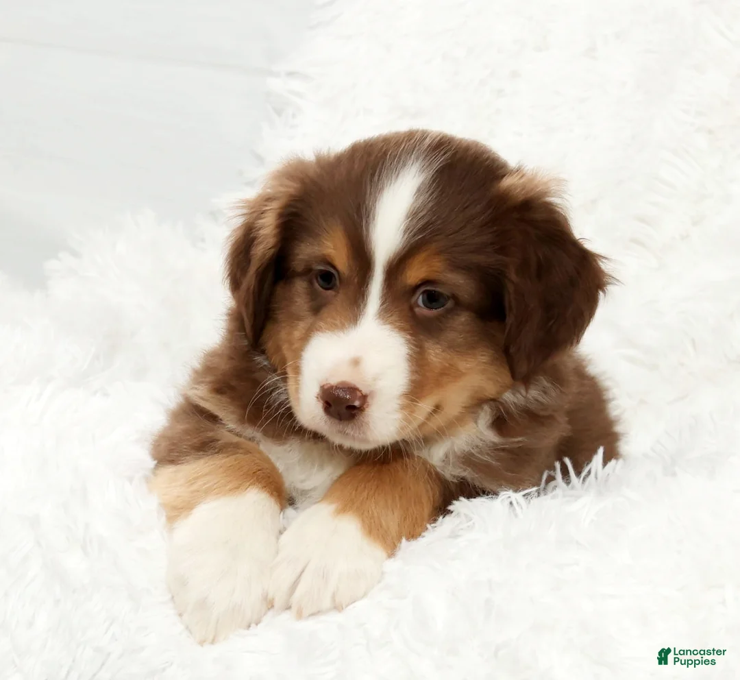 Australian Shepherd dogs for sale: Ronnie - Ad 6