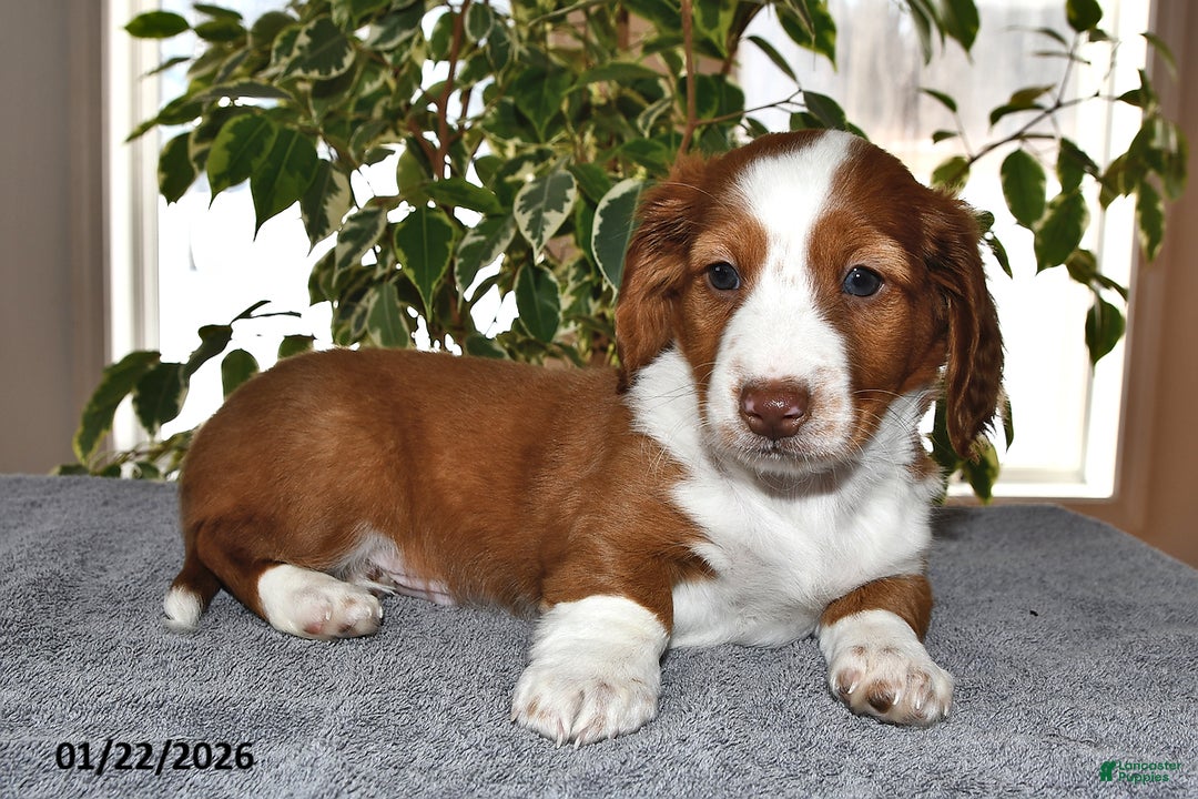 Miniature Dachshund dogs for sale: Charlie - Ad 4