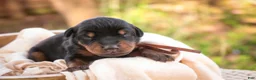 Doberman Pinscher dogs for sale: Isadora - Ad 4