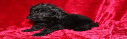 Doxiepoo dogs for sale: Doxiepoo Tracker - Ad 3
