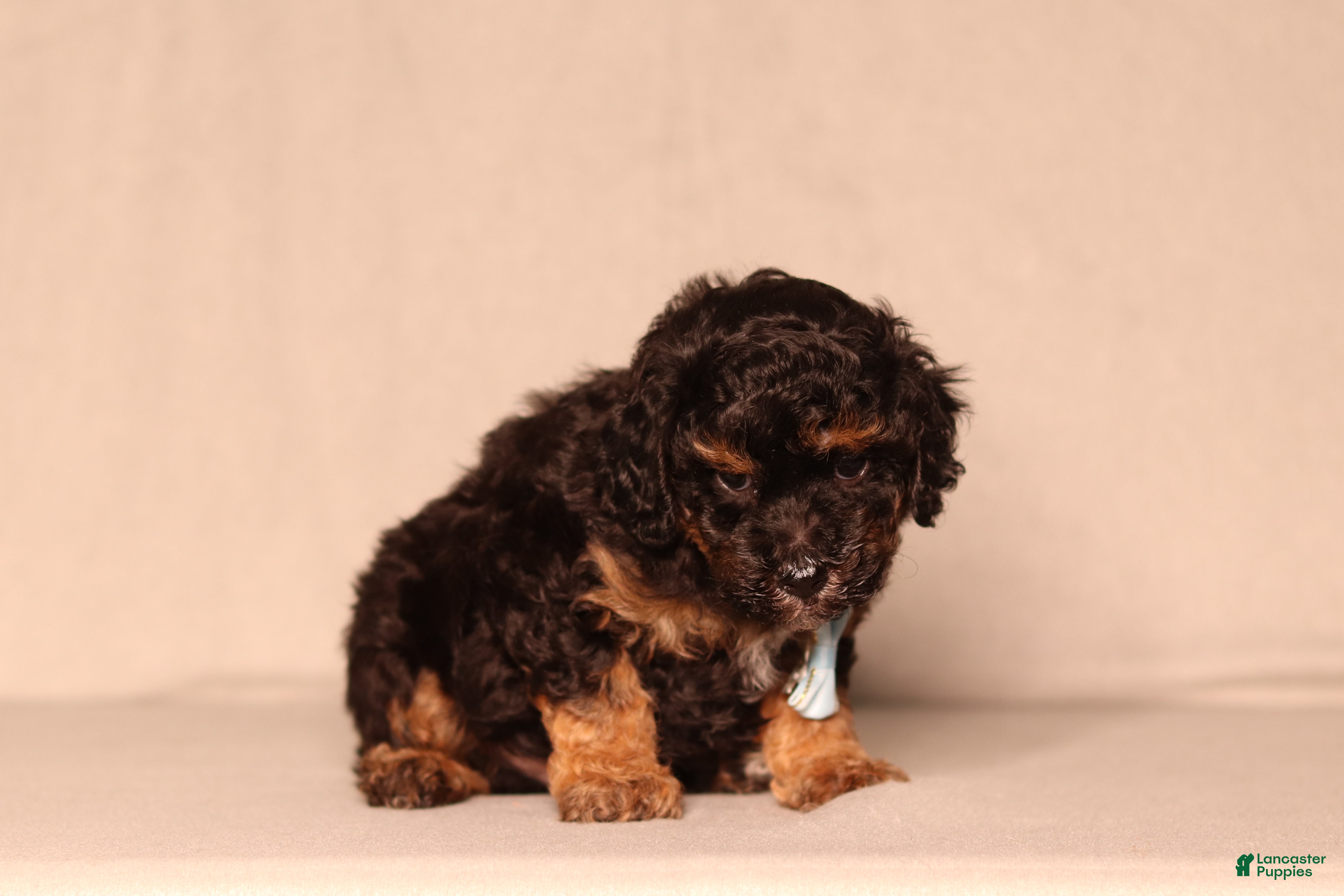 Miniature Poodle dogs Diesel - Ad 1