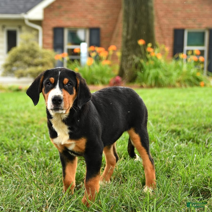 Entlebucher Swiss Mountain Dog Beagle Mix Swiss Mountain Dog
