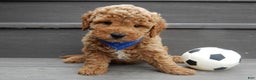Mini Goldendoodle dogs for sale: Oliver - Ad 5