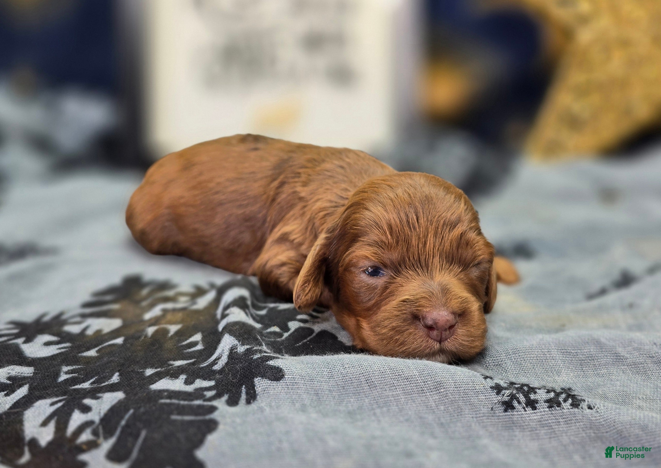 Cockapoo dogs Grinch - Ad 19