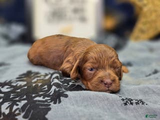 Cockapoo dogs Grinch - Ad 23