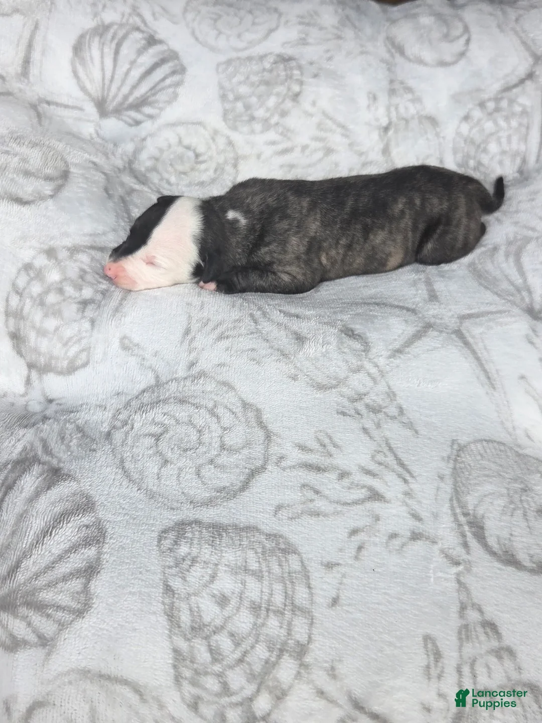 Whippet dogs for sale: Girl 1 - Ad 3