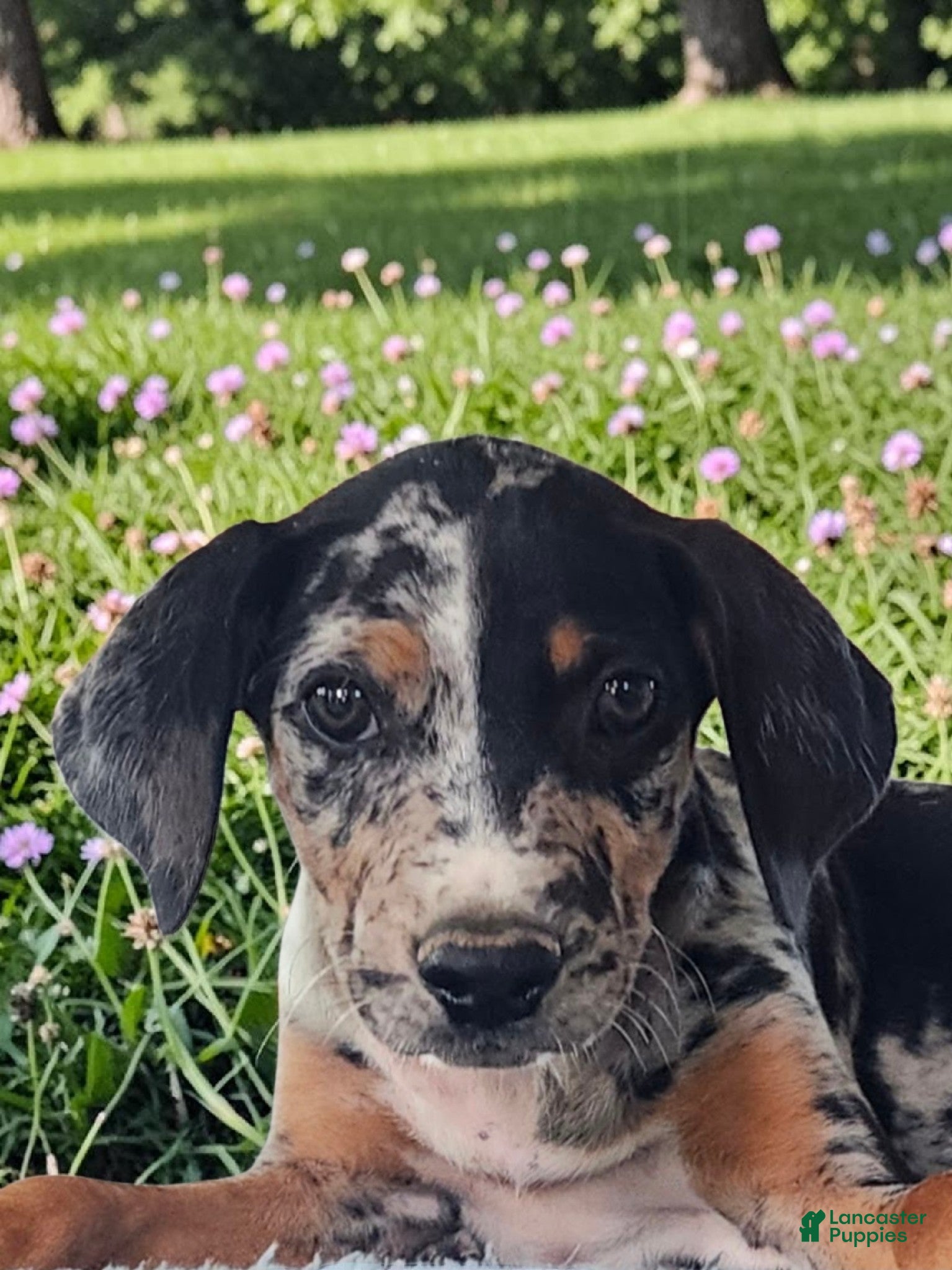 Catahoula Leopard Dog dogs MS 2026 Female 1 - Ad 2