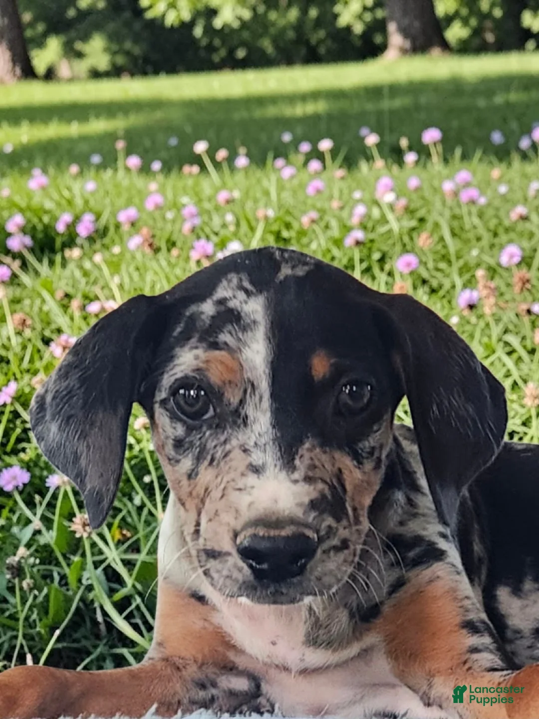 Catahoula Leopard Dog dogs for sale: MS 2026 Female 1 - Ad 1
