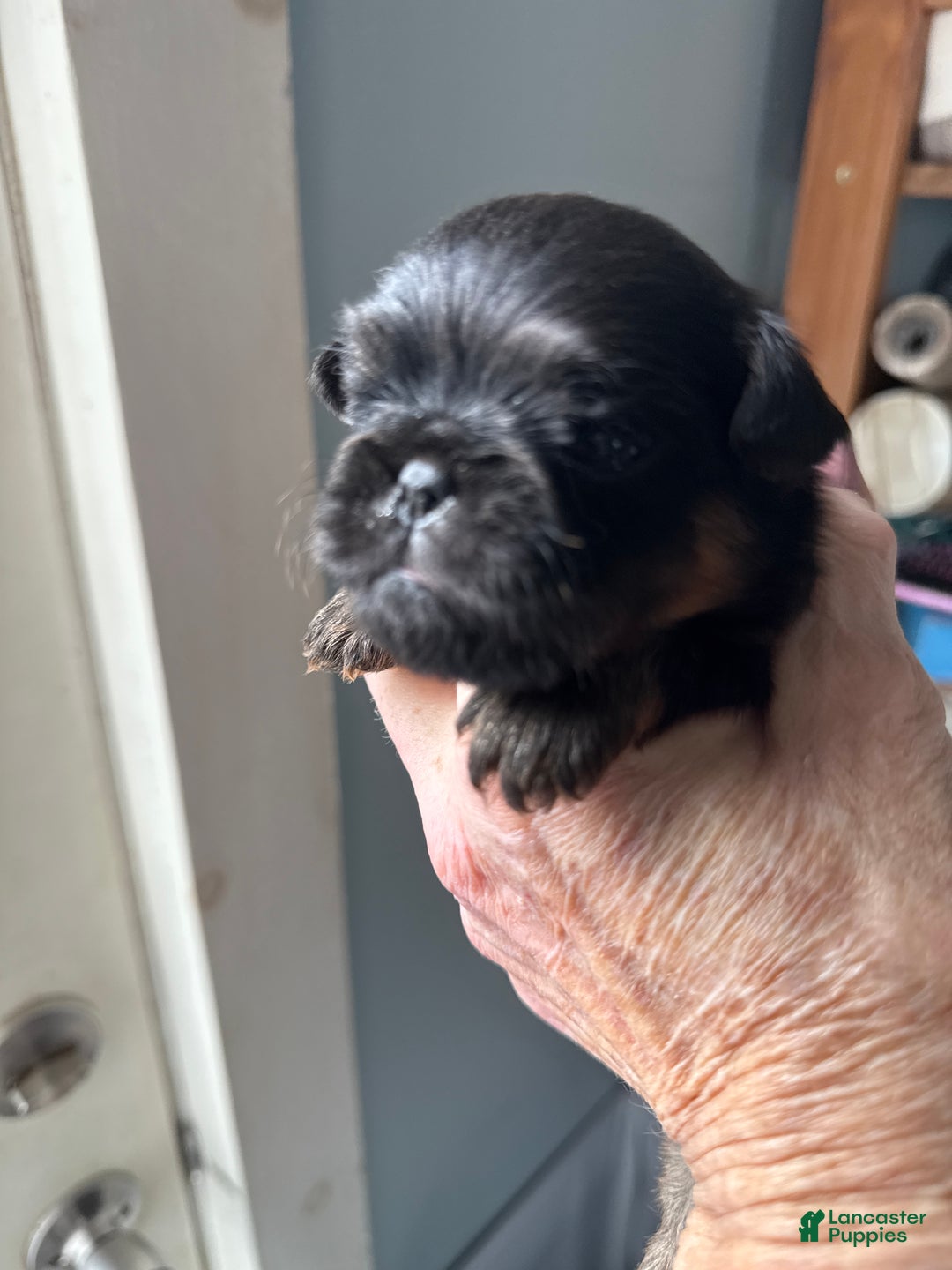 Brussels Griffon dogs for sale: Chelsea - Ad 1