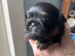 Brussels Griffon dogs Chelsea - Ad 5